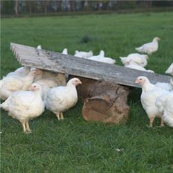 FREE Range Chicken -  LARGE