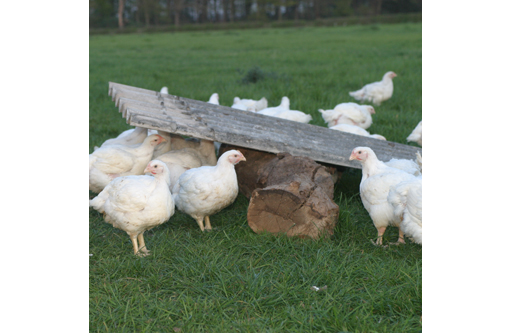 FREE Range Chicken -  LARGE